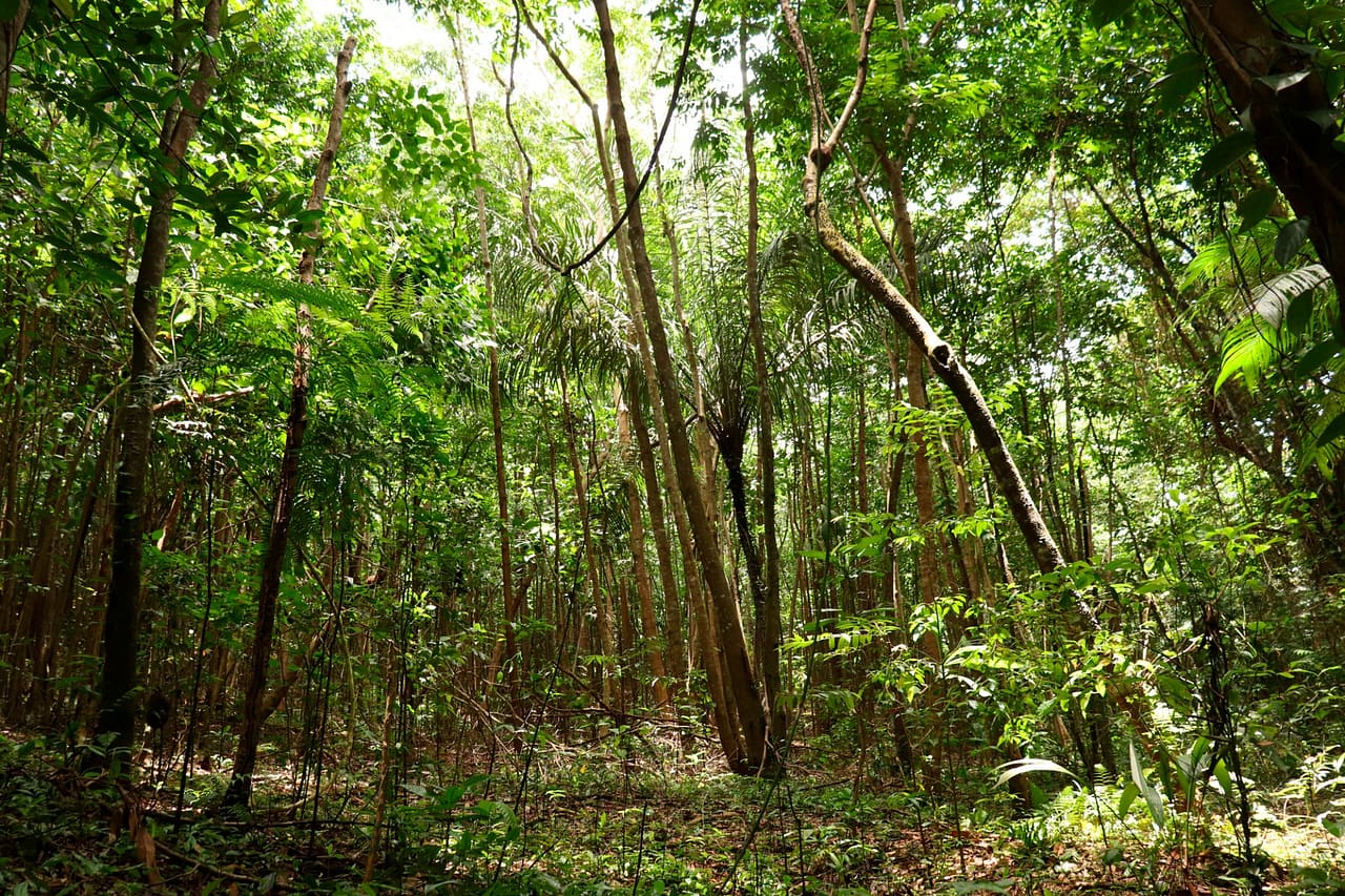 Bosque tropical, Vive la magia en Necocli