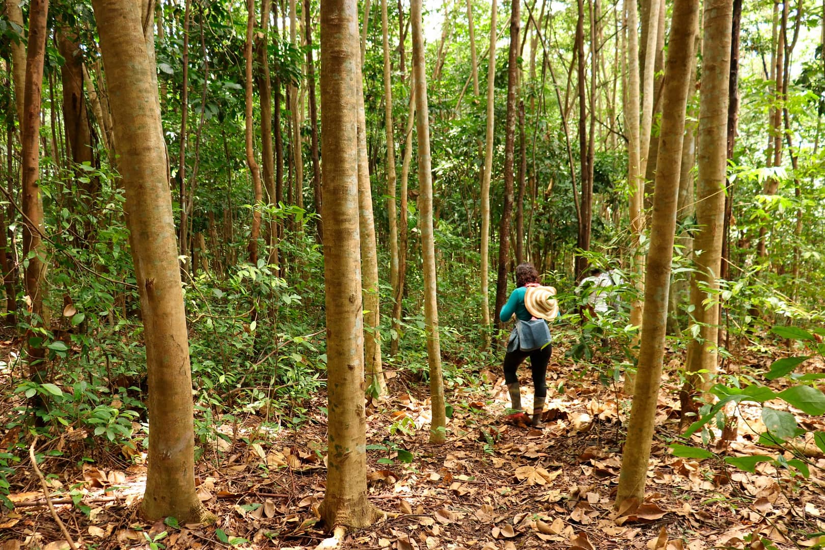 Bosque tropical, Vive la magia en Necocli