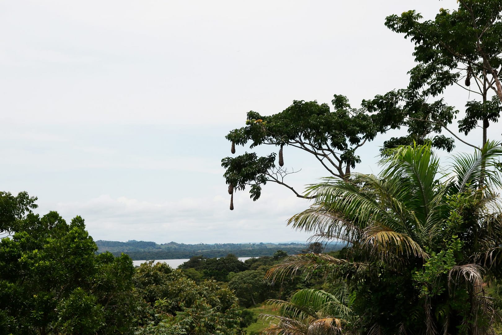 Bosque tropical, Vive la magia en Necocli