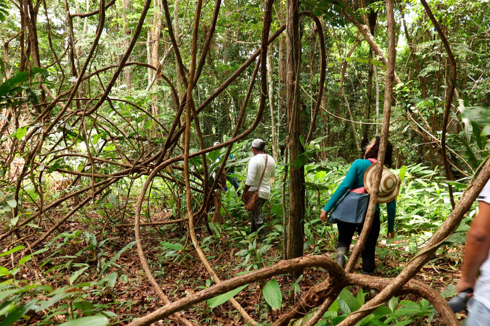 Bosque tropical, Vive la magia en Necocli